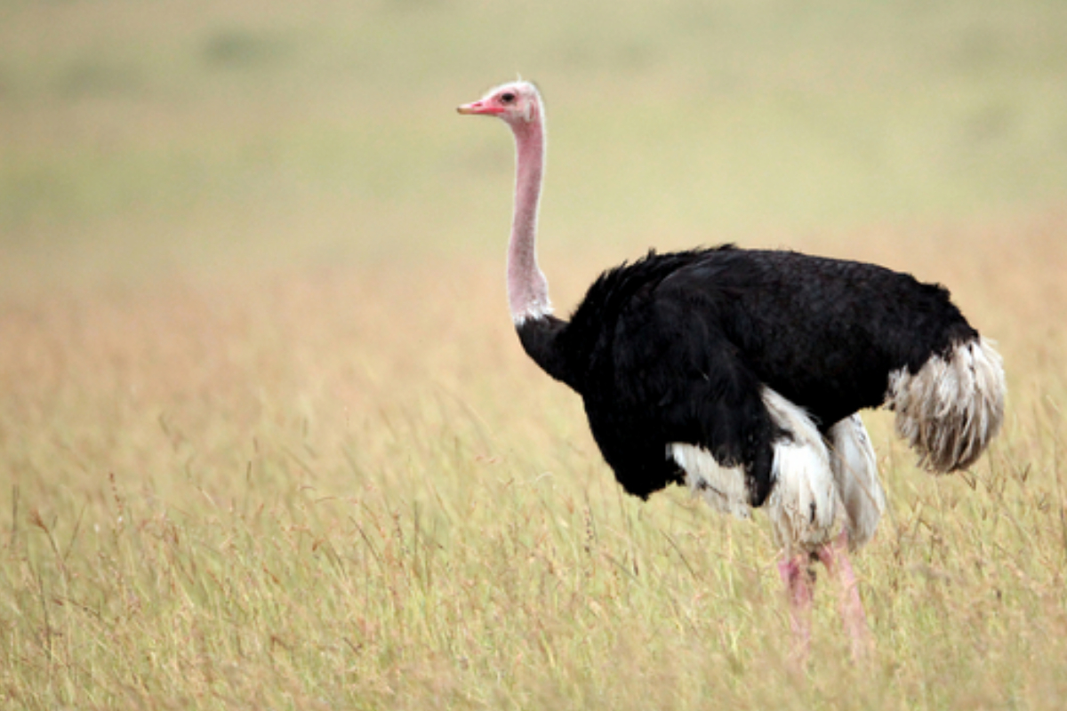 Ostriches