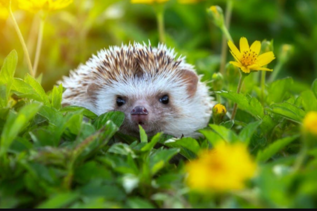 Baby hedgehogs