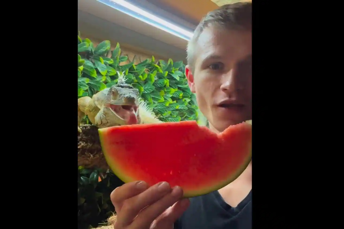 pet lizard