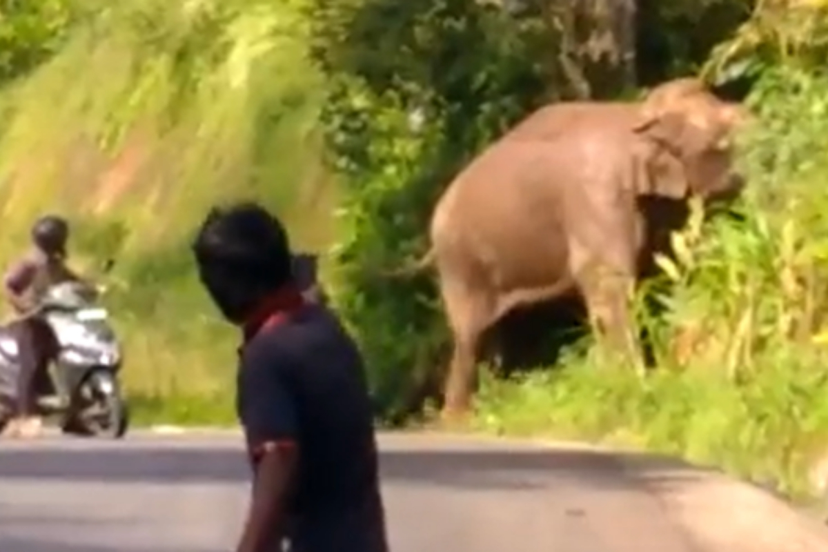 elephant selfie