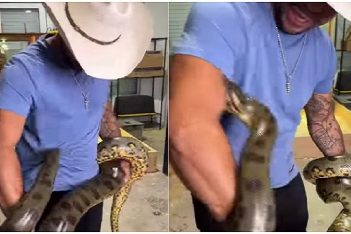 anaconda snake