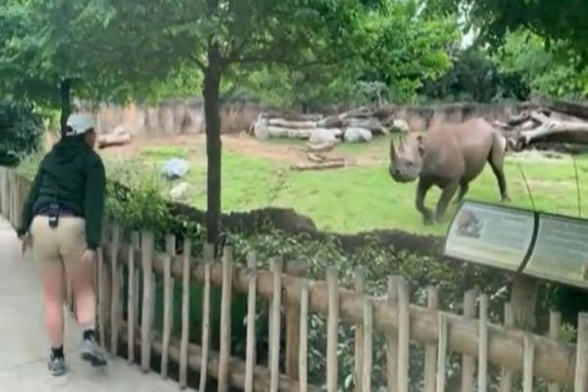 Rhino video