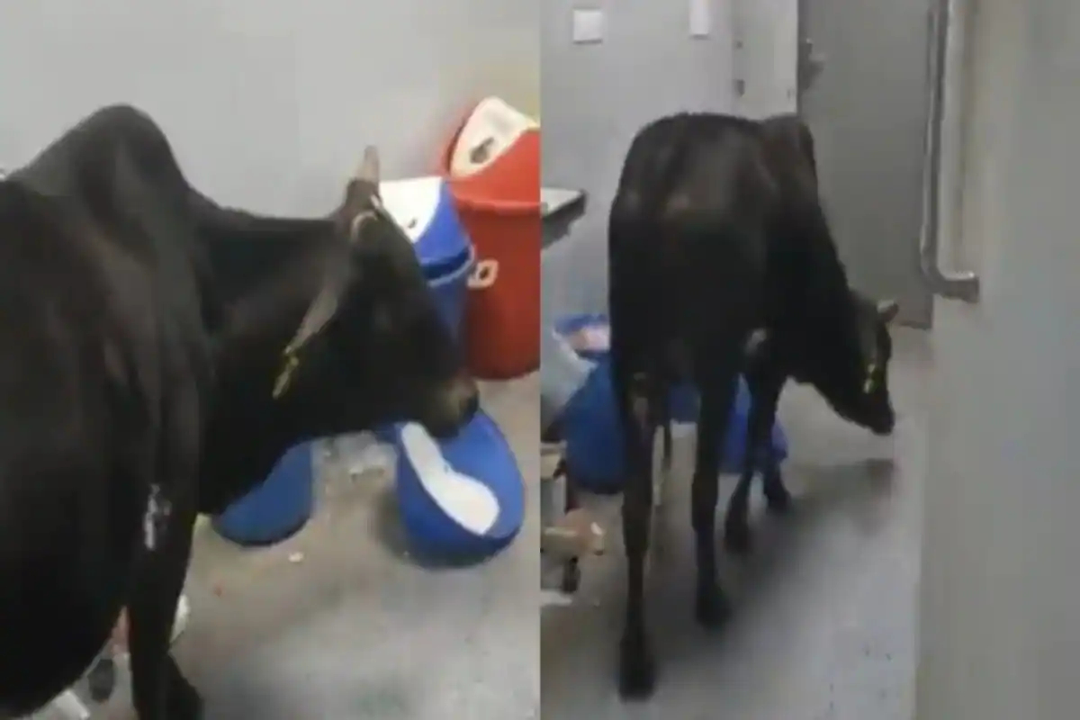 Cow roams