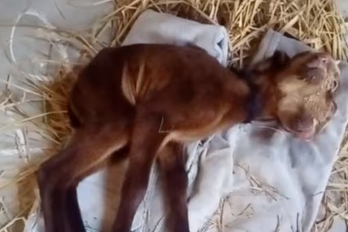 Andhra lamb born