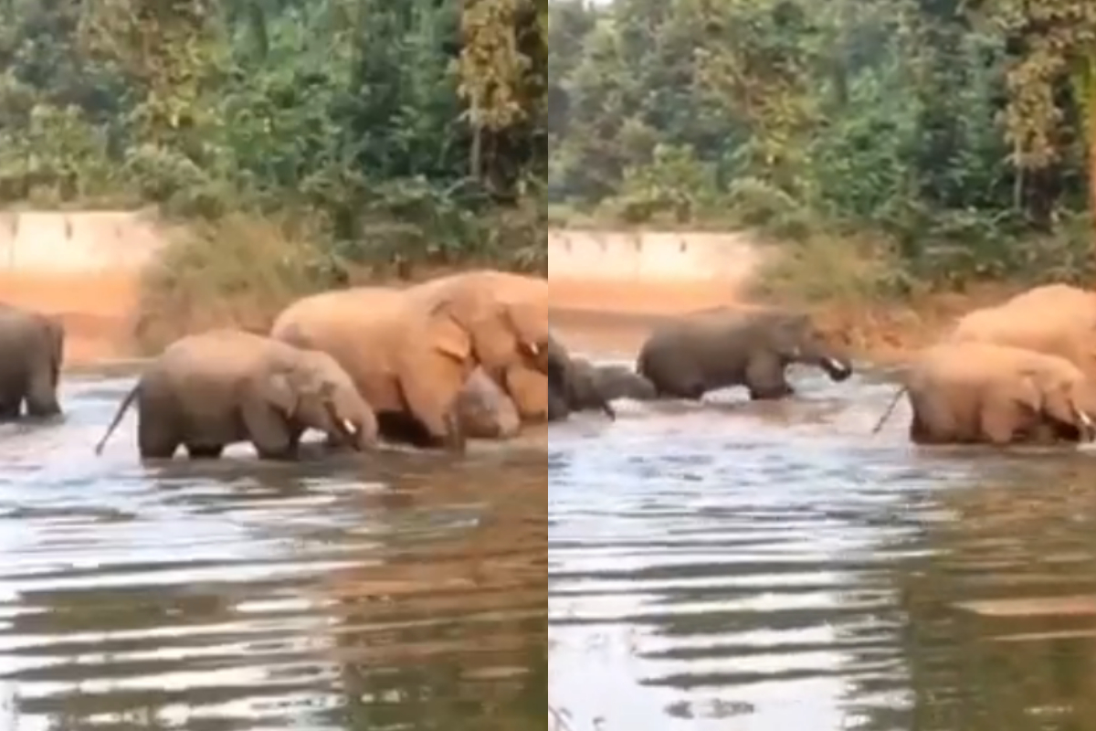 elephant family