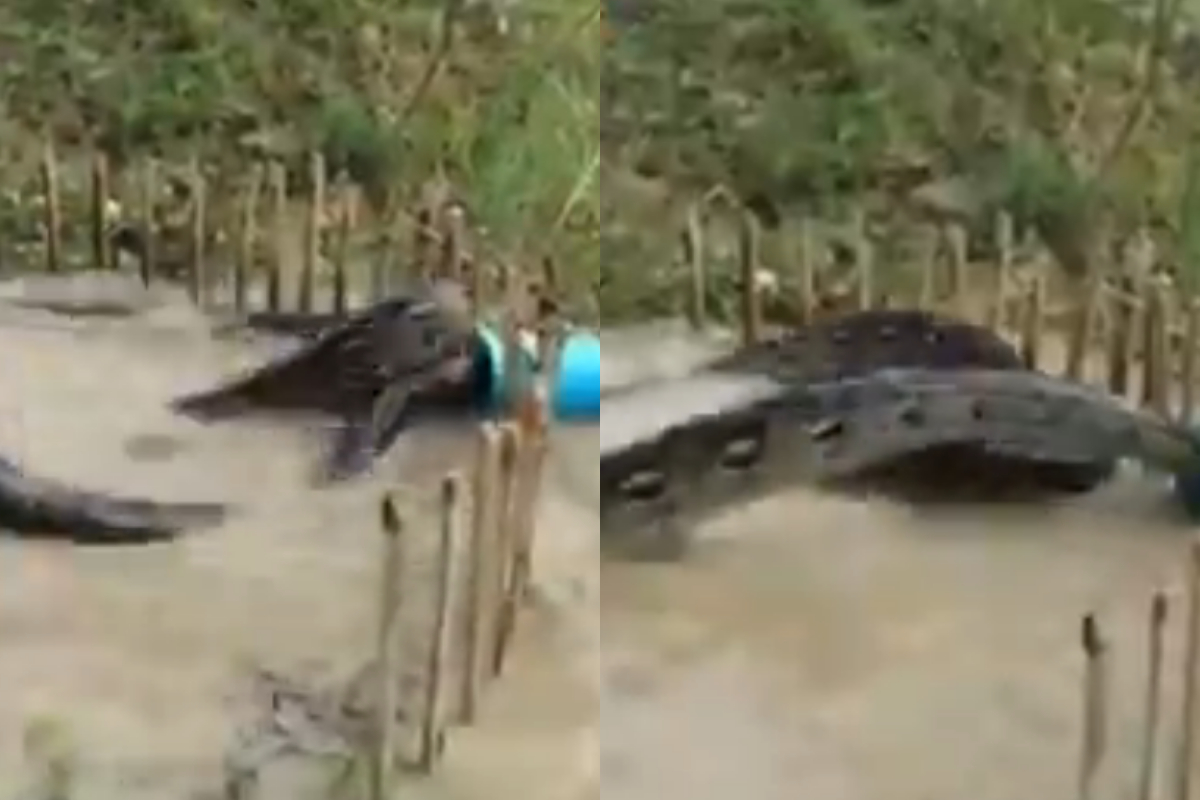 python trap
