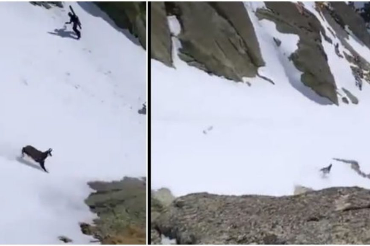 mountain goat