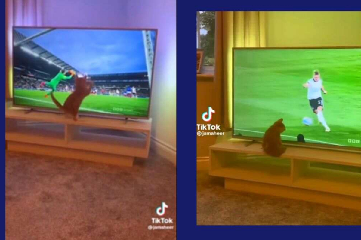 Cat watches football