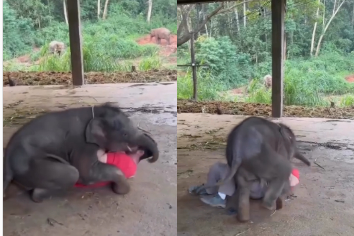 Baby elephant