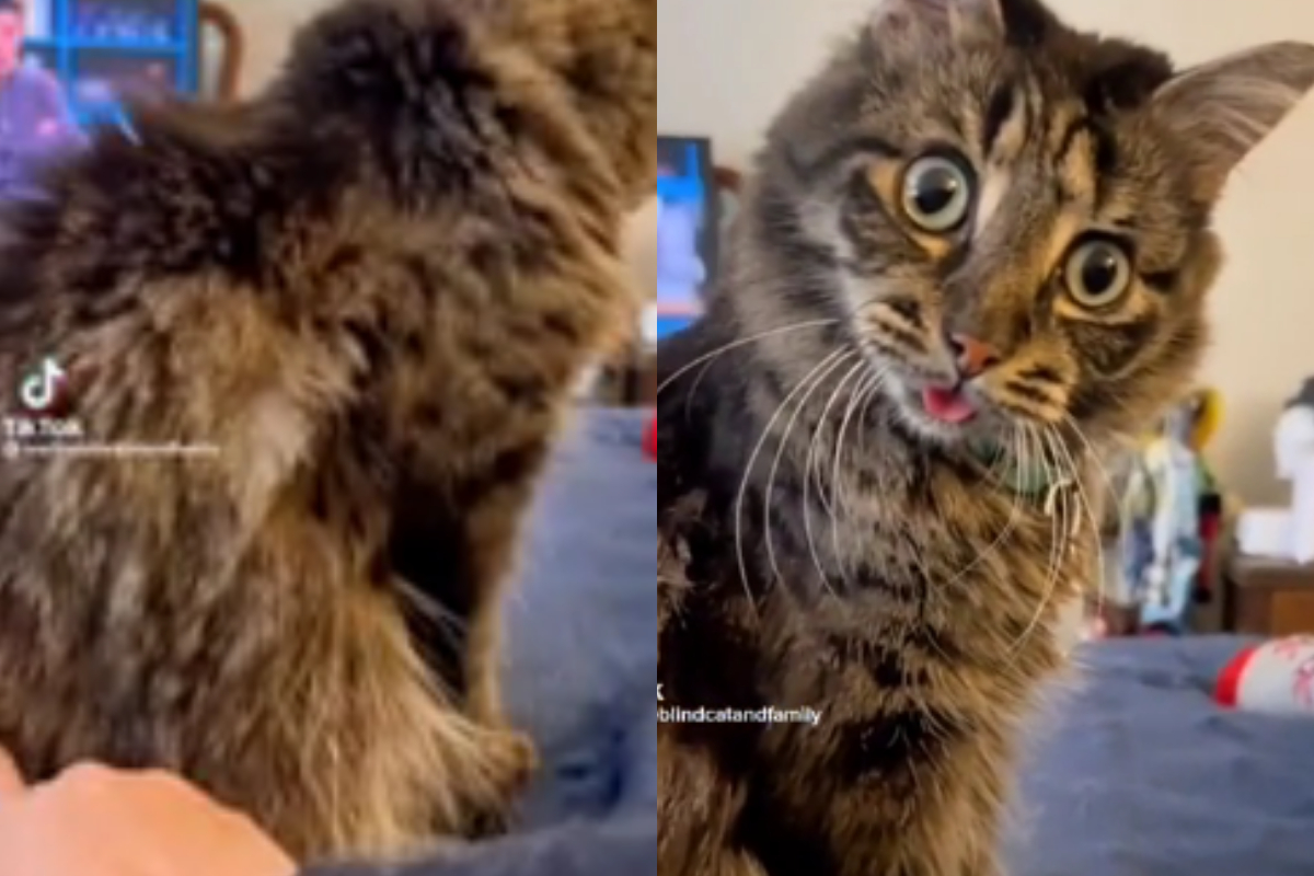 cat