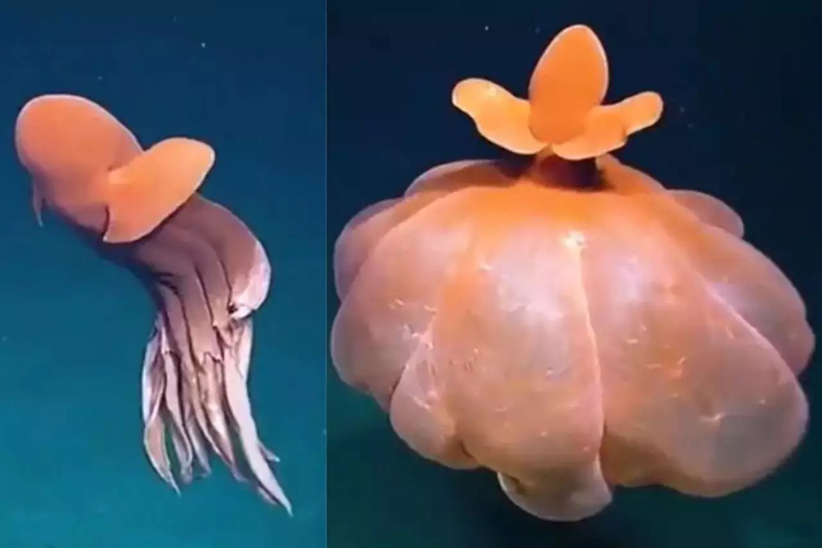 Octopus