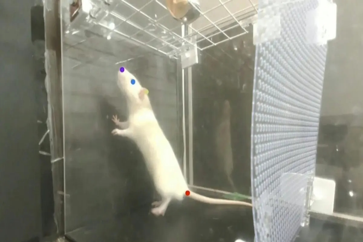 Rats like music