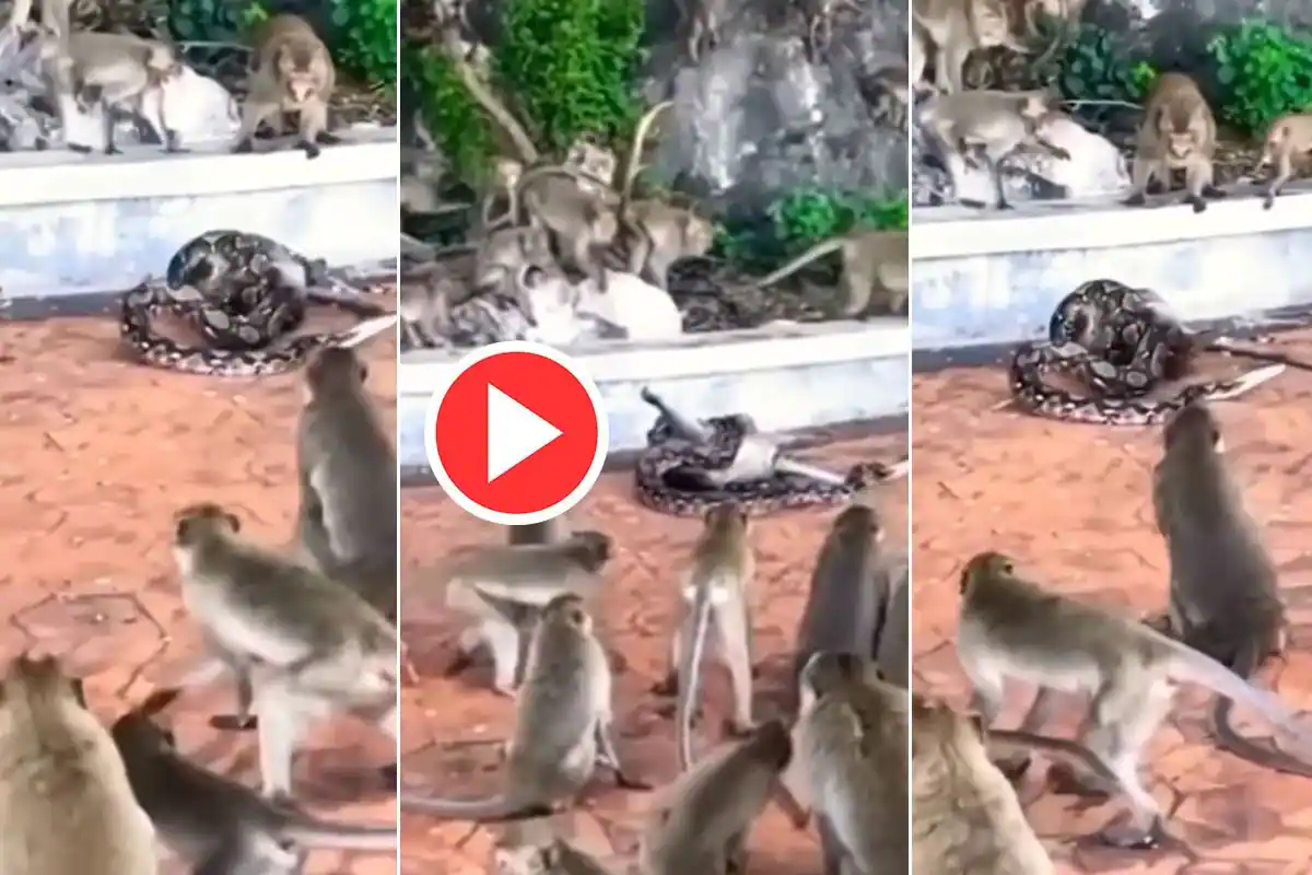 Python attempts to eat monkey
