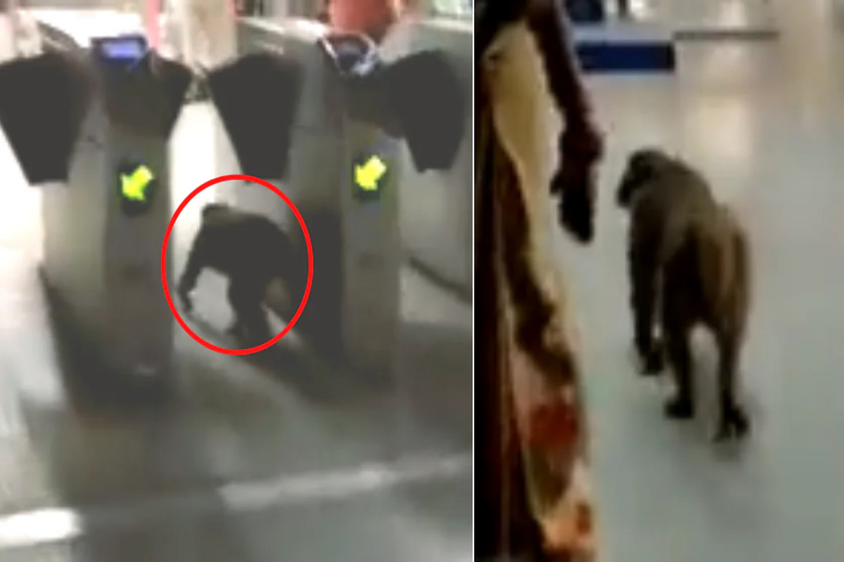 Monkey sneaks in Delhi