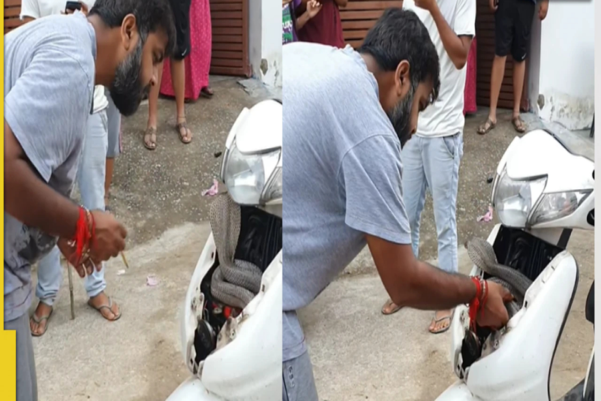 Man Catches Giant Cobra