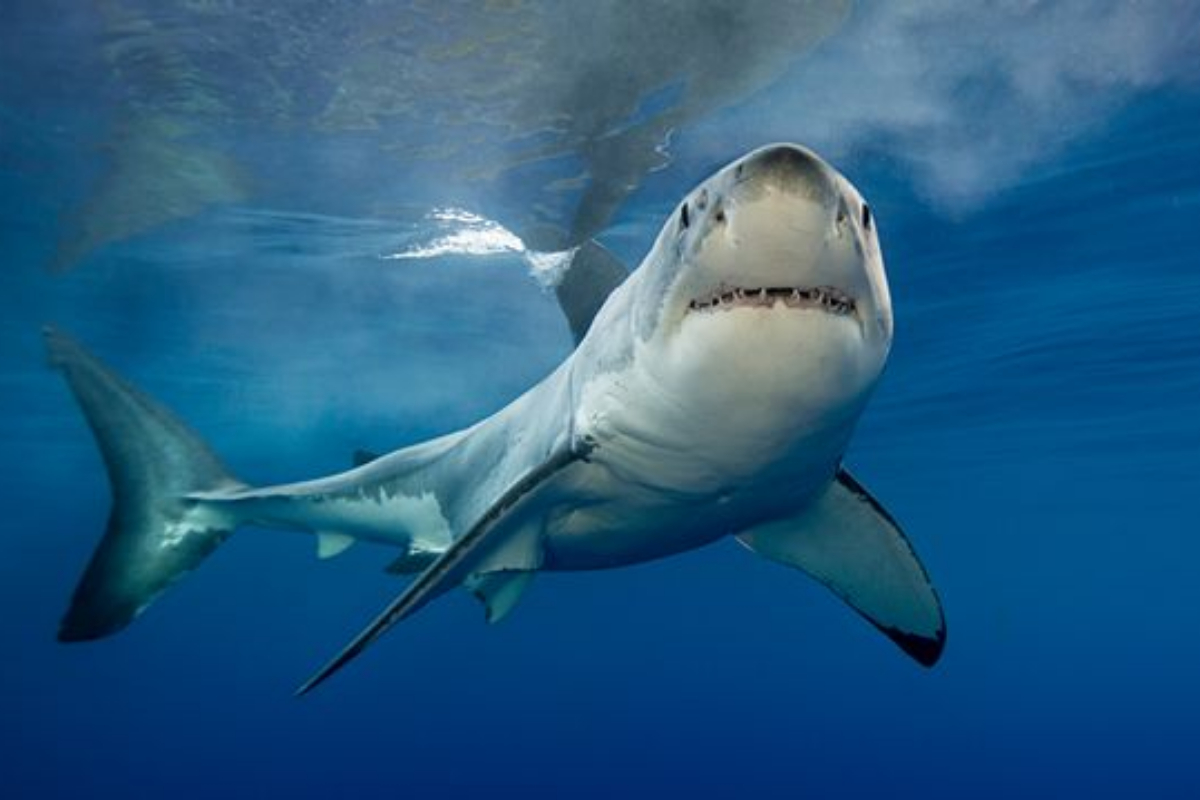 Great white shark