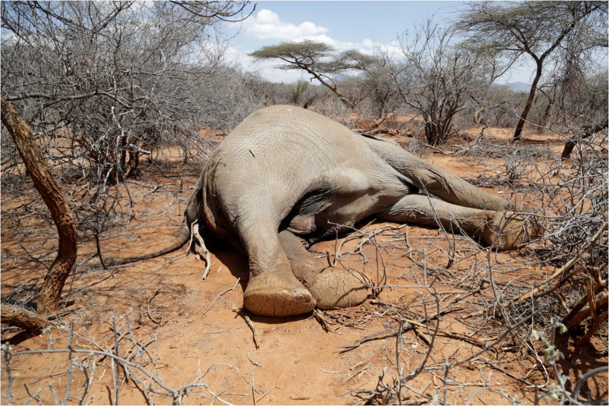 Kenyan drought kills hundreds of elephants, wildebeests, and zebras
