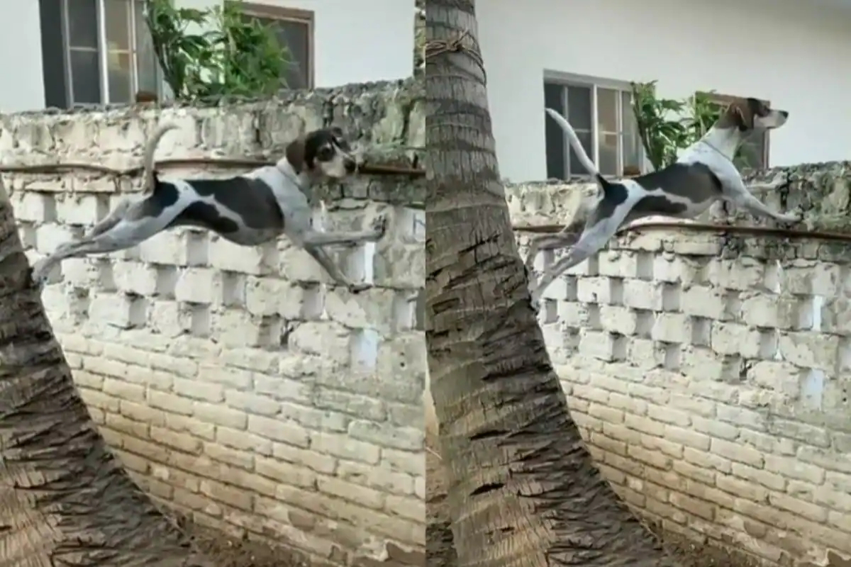 Ingenious Dog