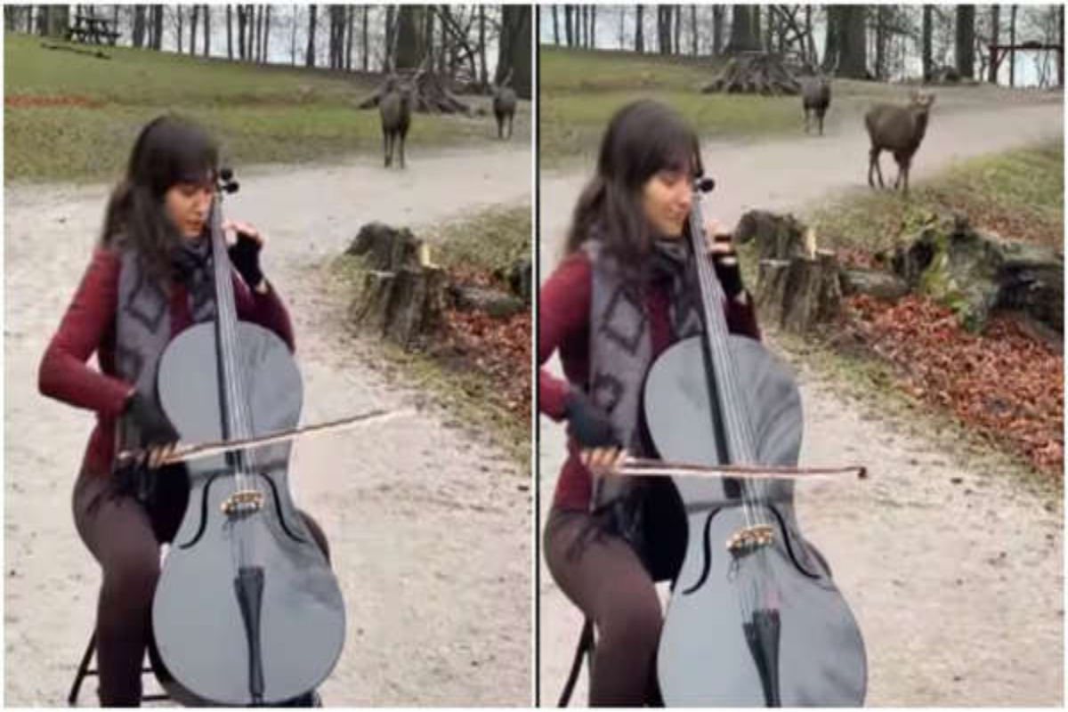 Woman Plays Cello