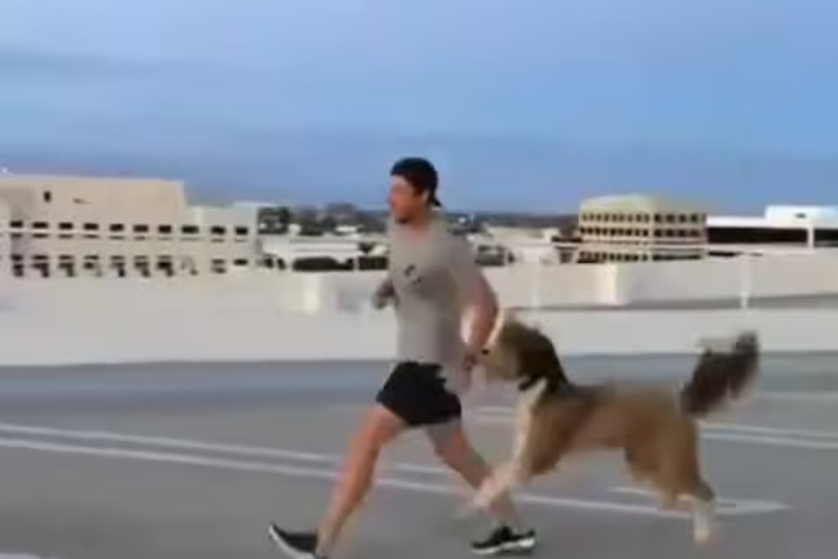 Dog Exercising