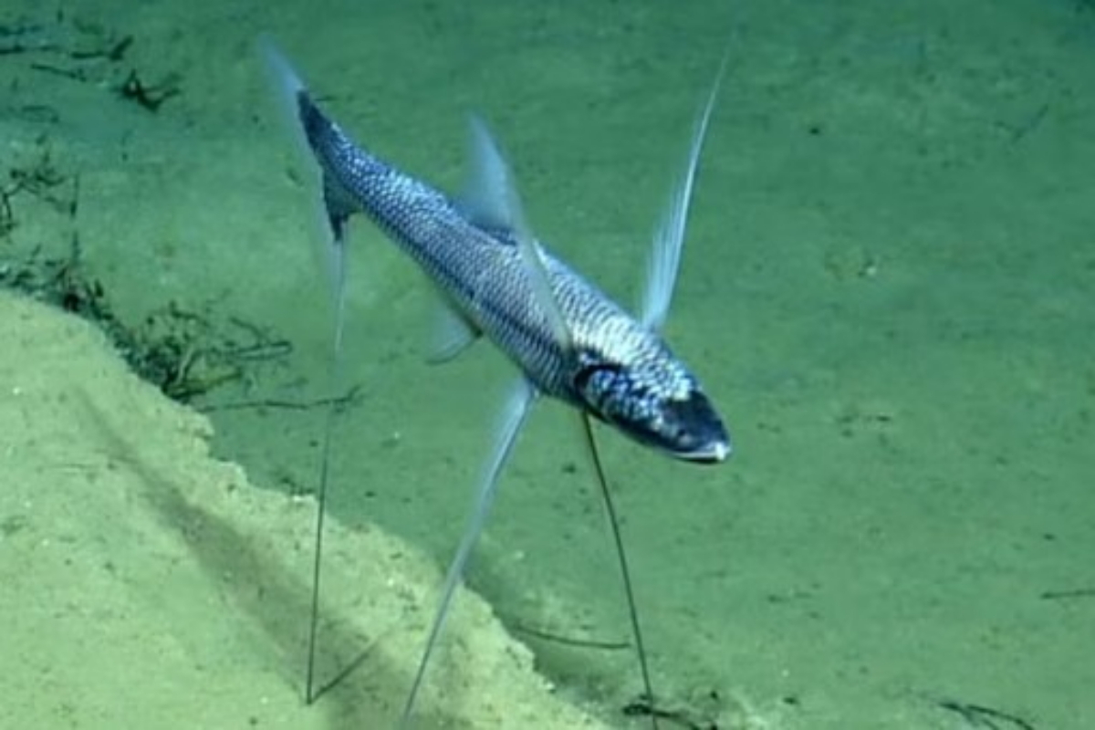 Wingfish
