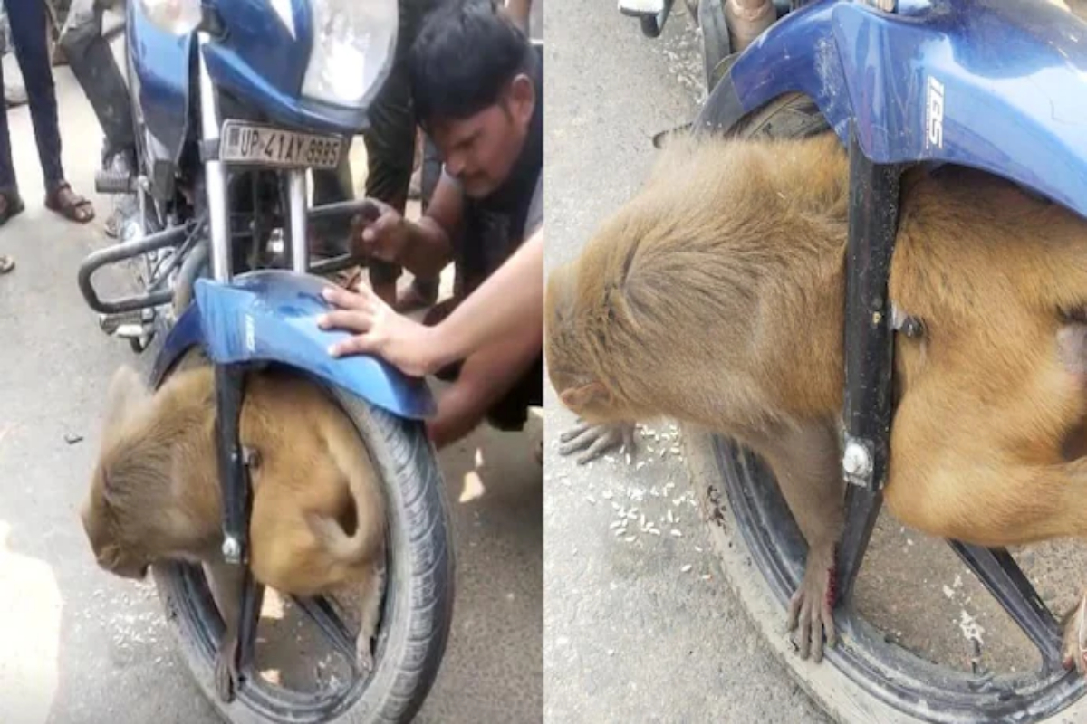 Monkey stuck