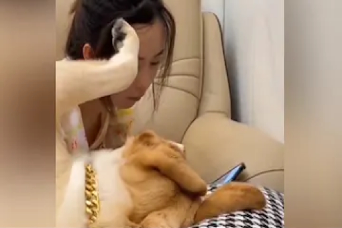 Adorable dog