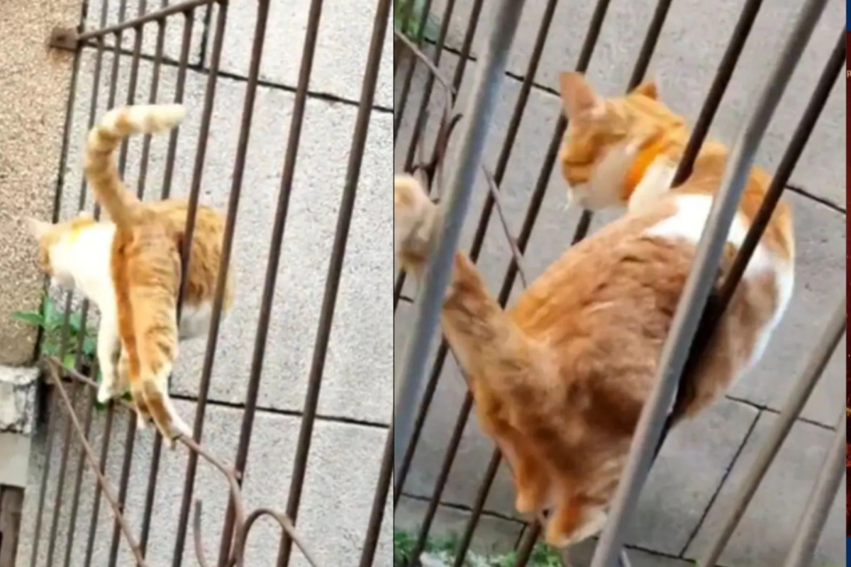 Cat Zig-zags