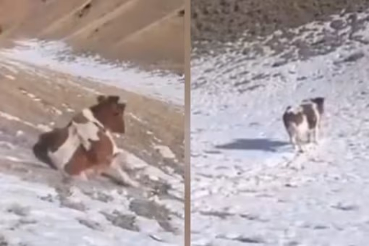 Cow Sliding Down Snowy