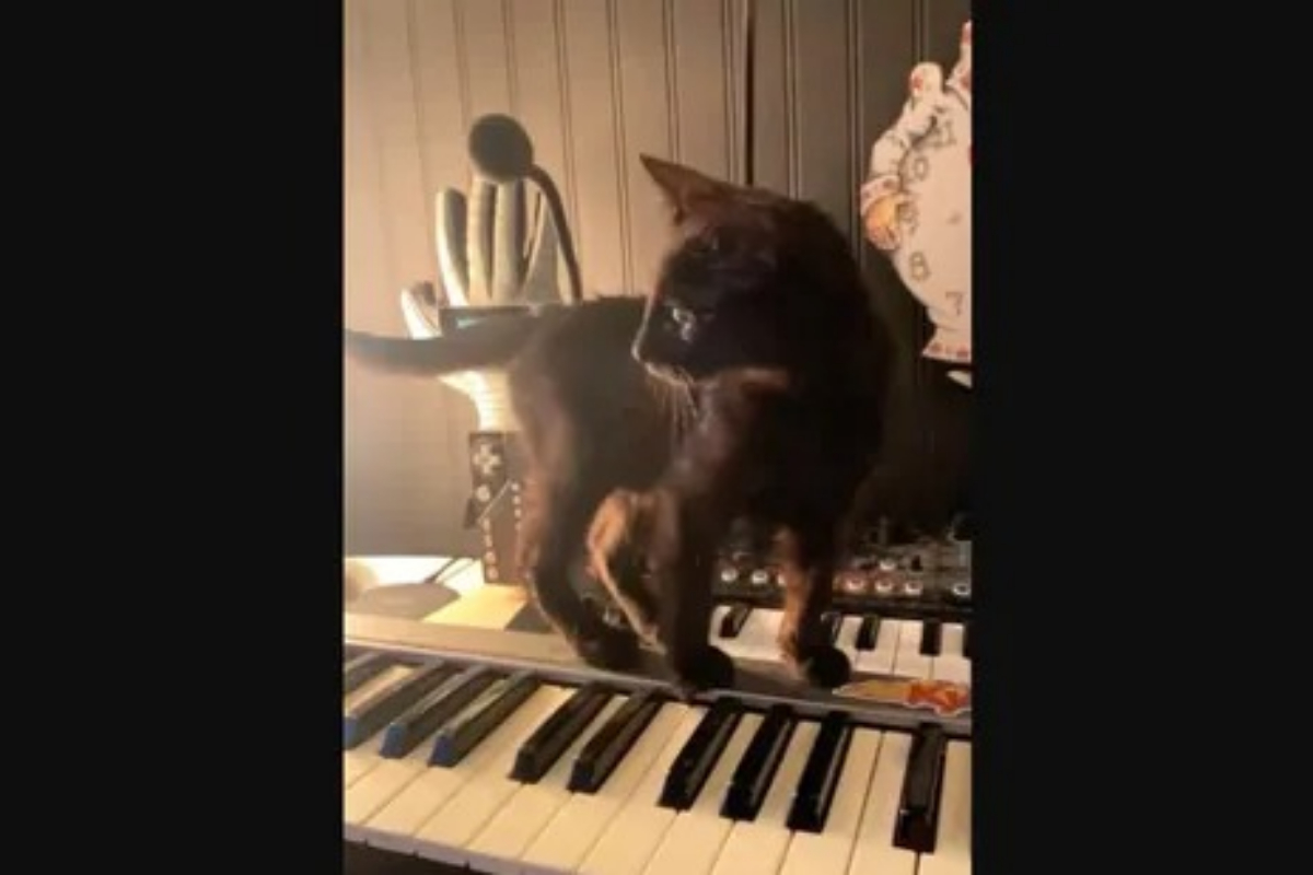 cat-keyboard music