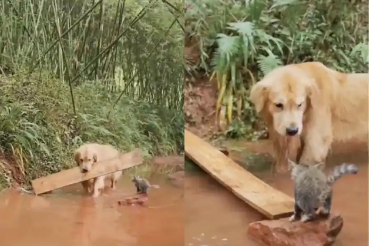 Dog comes up