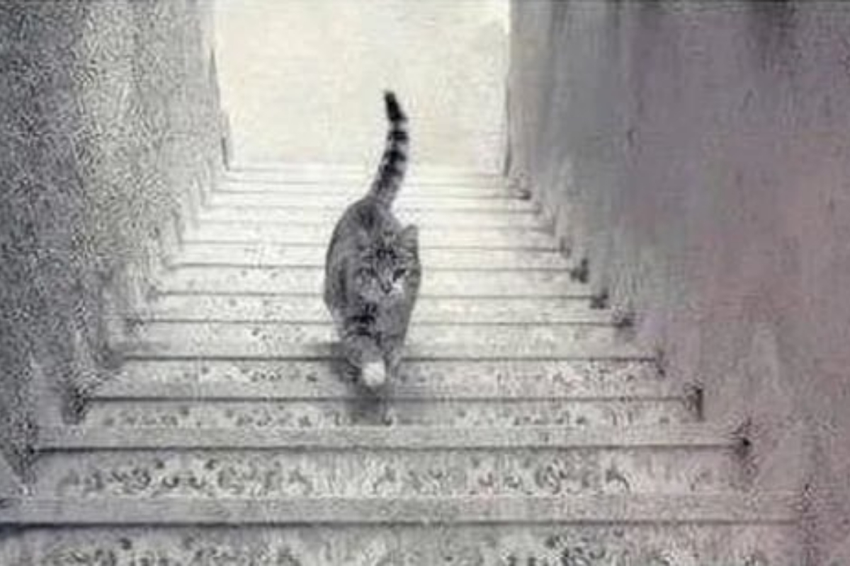 Optical Illusion