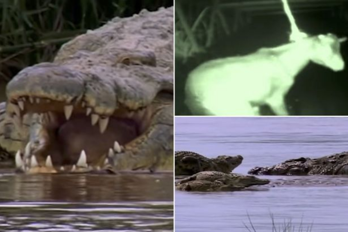 21ft crocodile