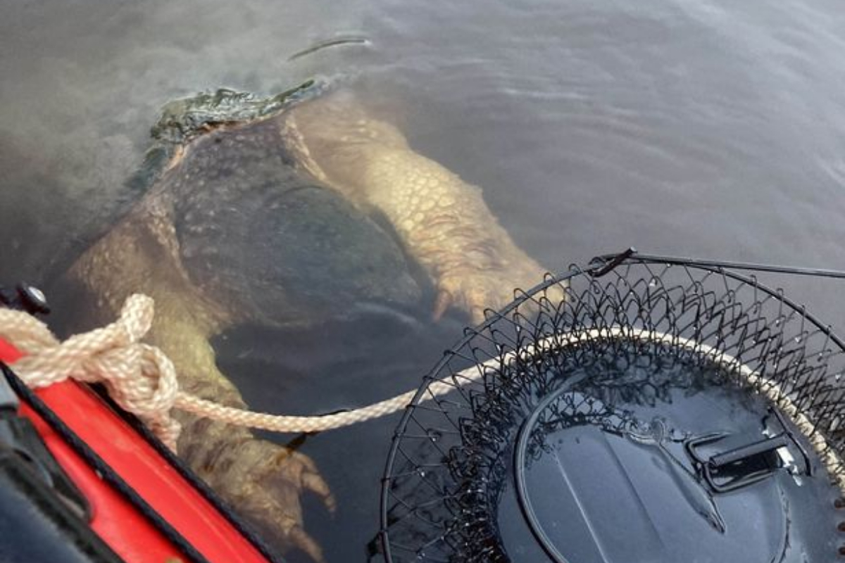 Massive river monster