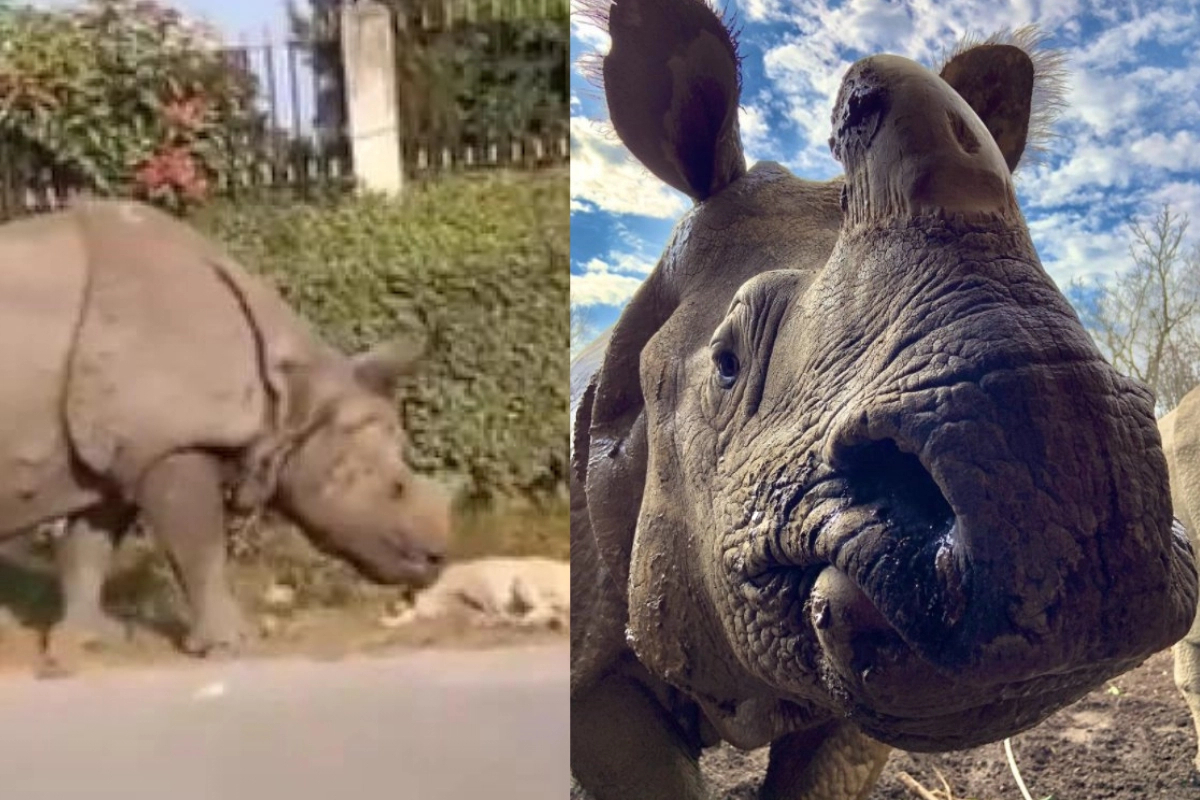 Rhino wakes