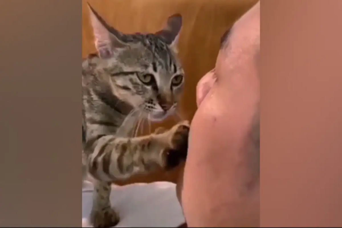 Cat comforting