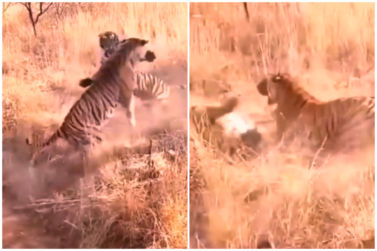 Two Tigers Fighting