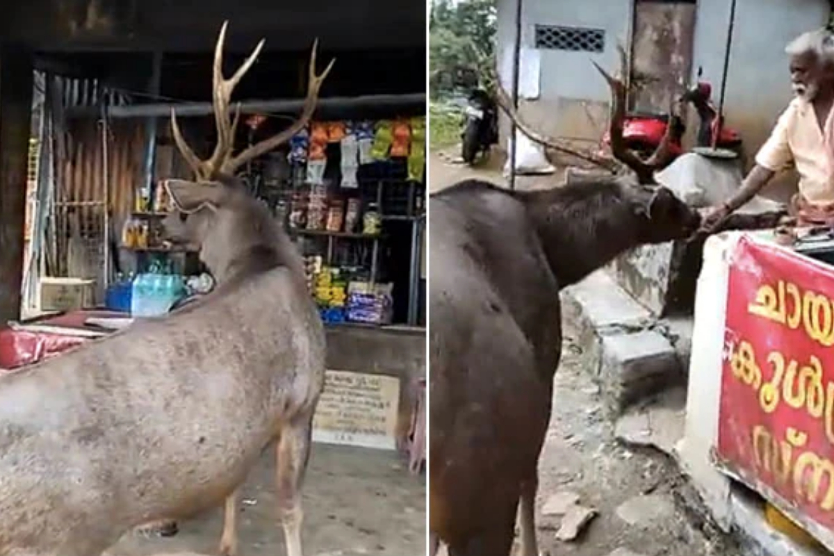 Sambar deer