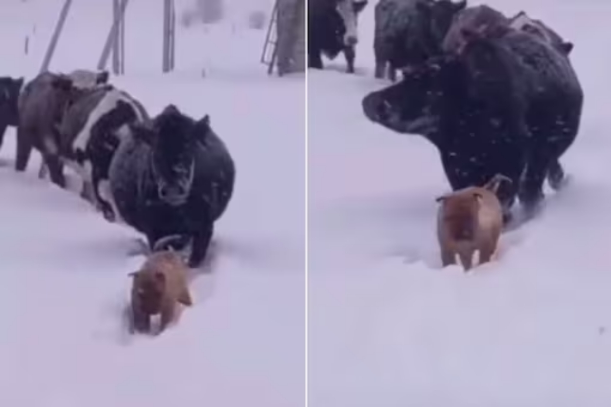 Dog Clears Way