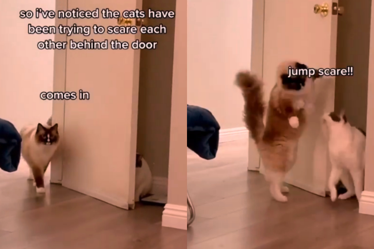 kittens terrify each other