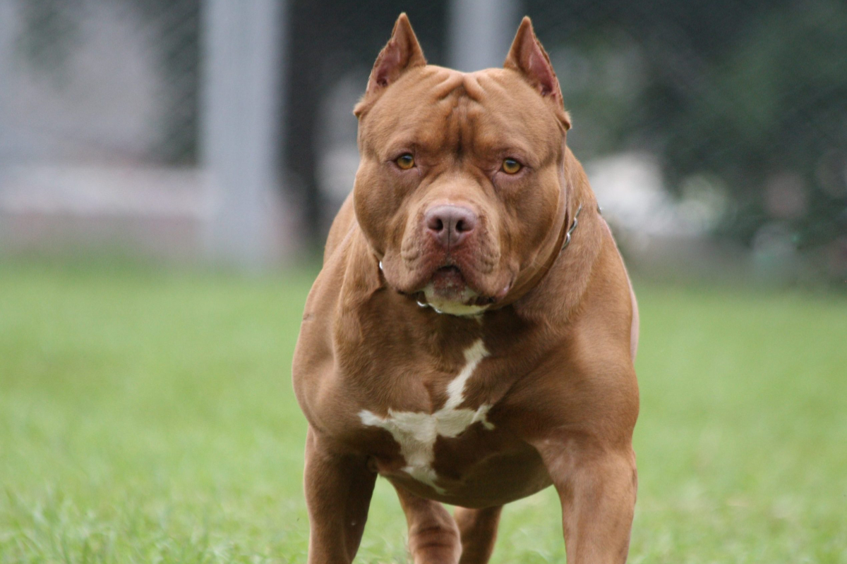 South African pit bull attacks and kills toddler