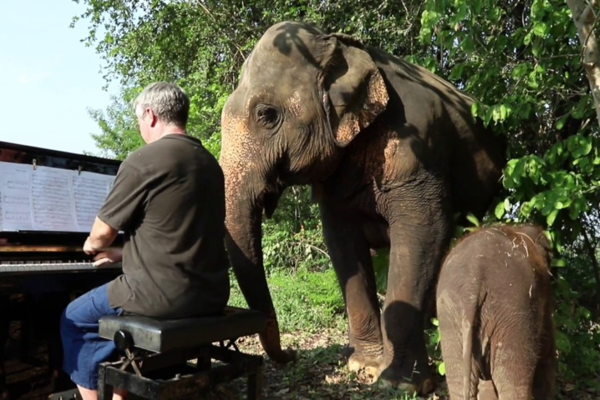 baby elephant