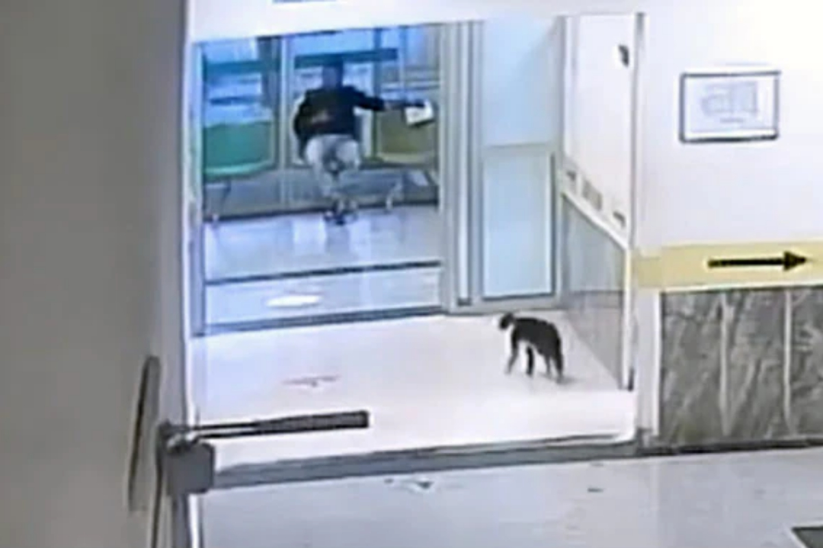 Stray cat