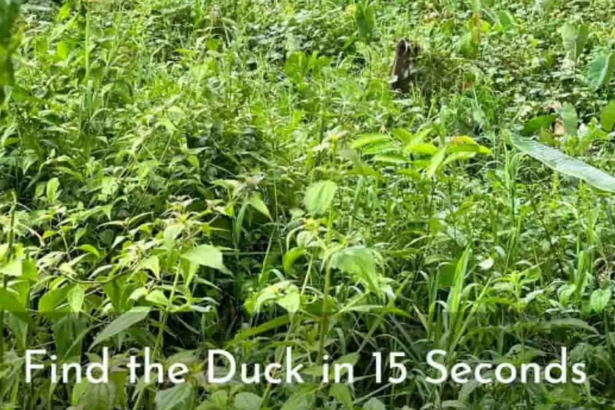 find the hidden duck