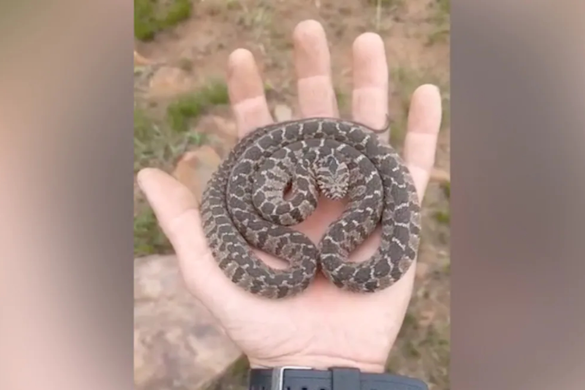 snake