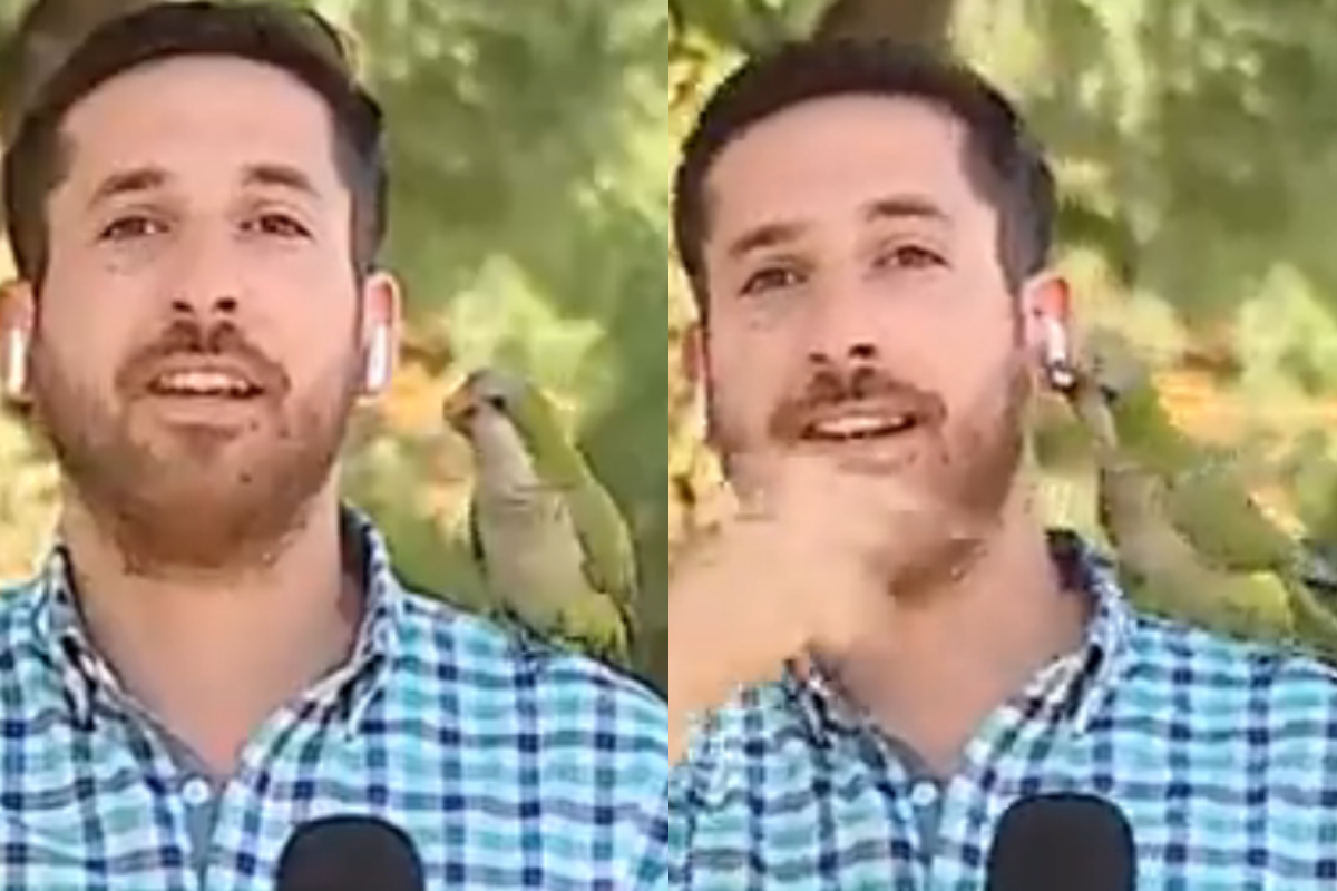 cunning parrot