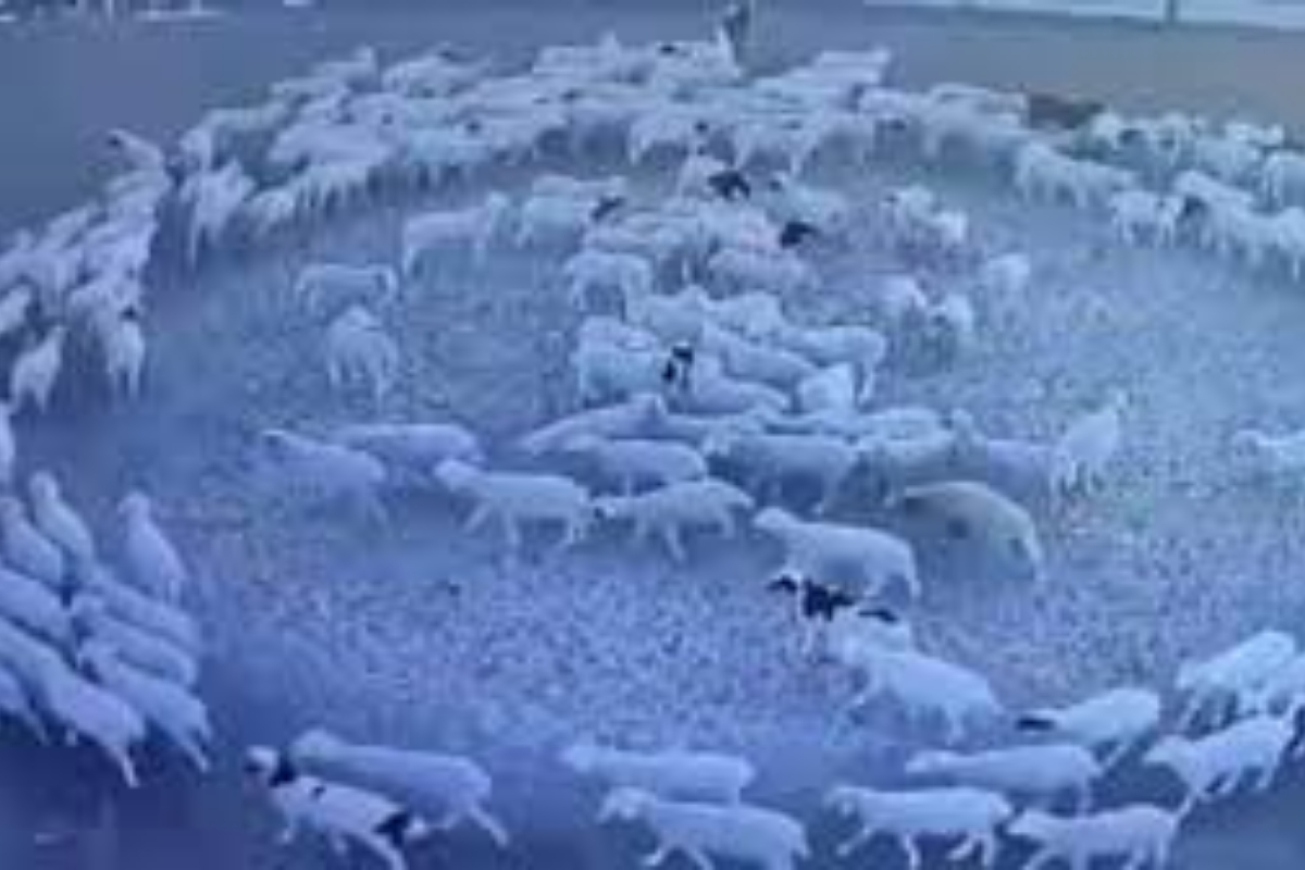 possessed sheep