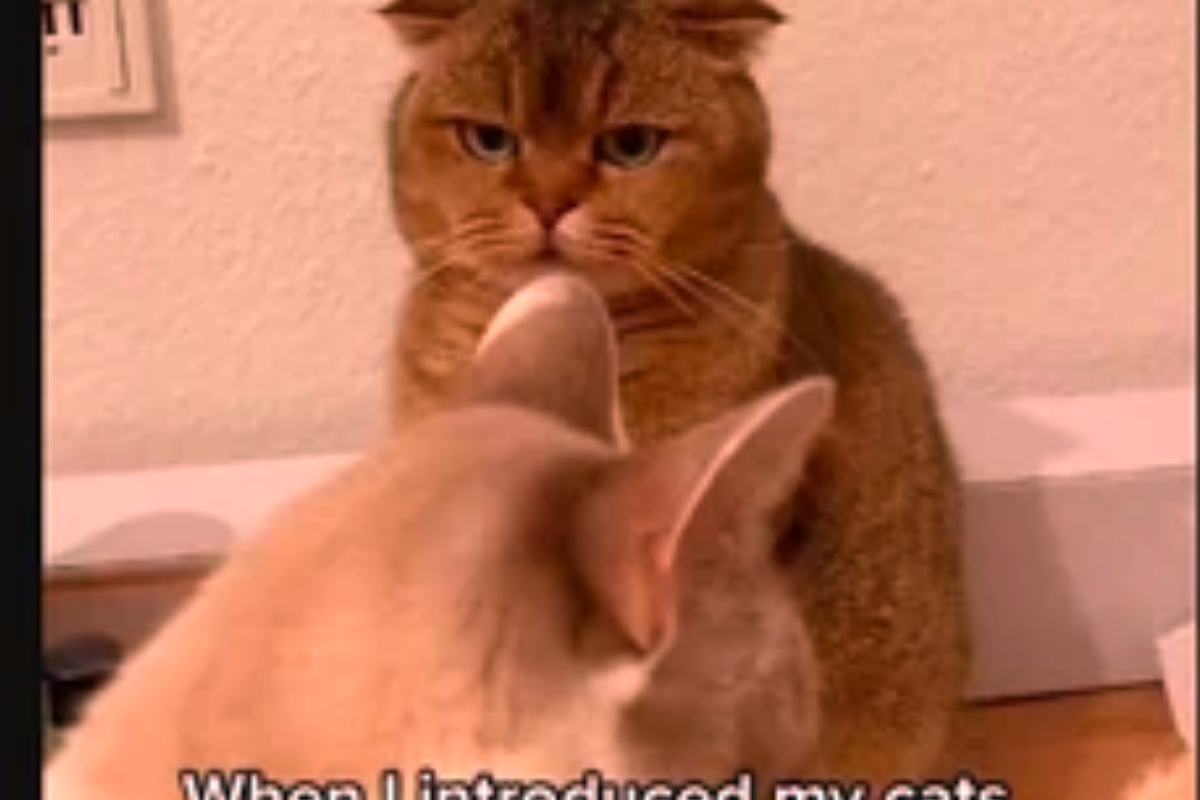 Cat meeting