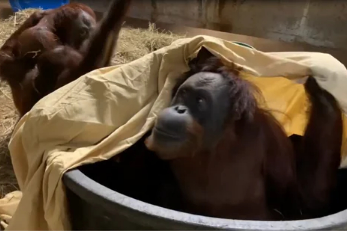 Zoo shares film