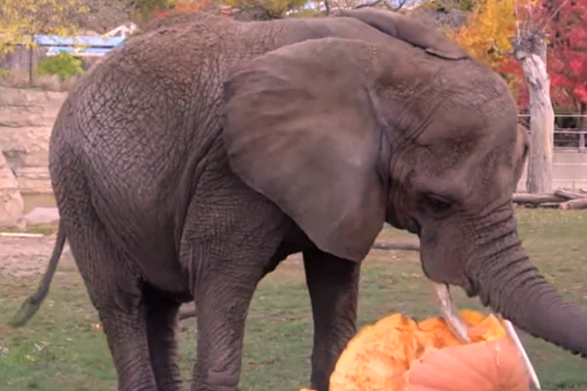 US Zoo Elephants Pumpkins Halloween